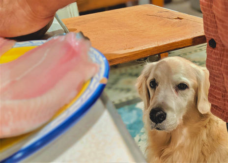 Golden retriever stares at food