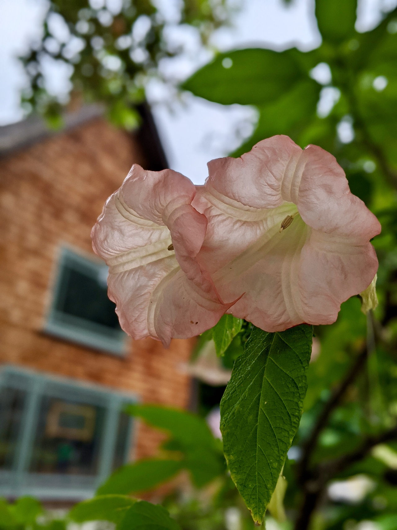 Pink Hibiscus