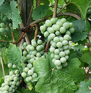 Weintrauben