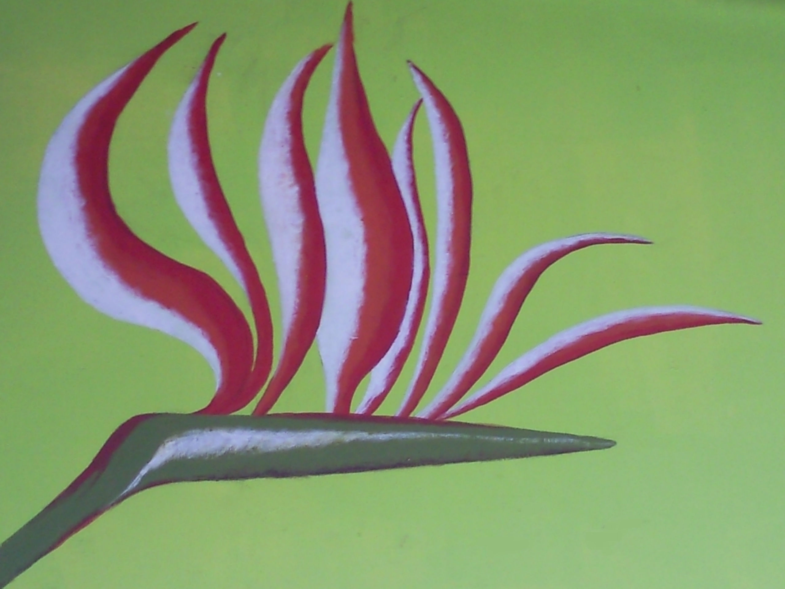 Fleur Oiseau de Paradis