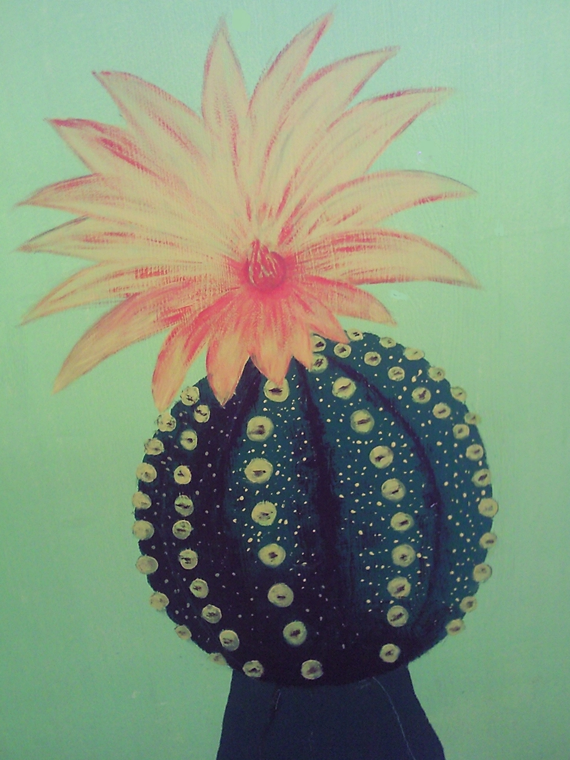 Cactée la Boule