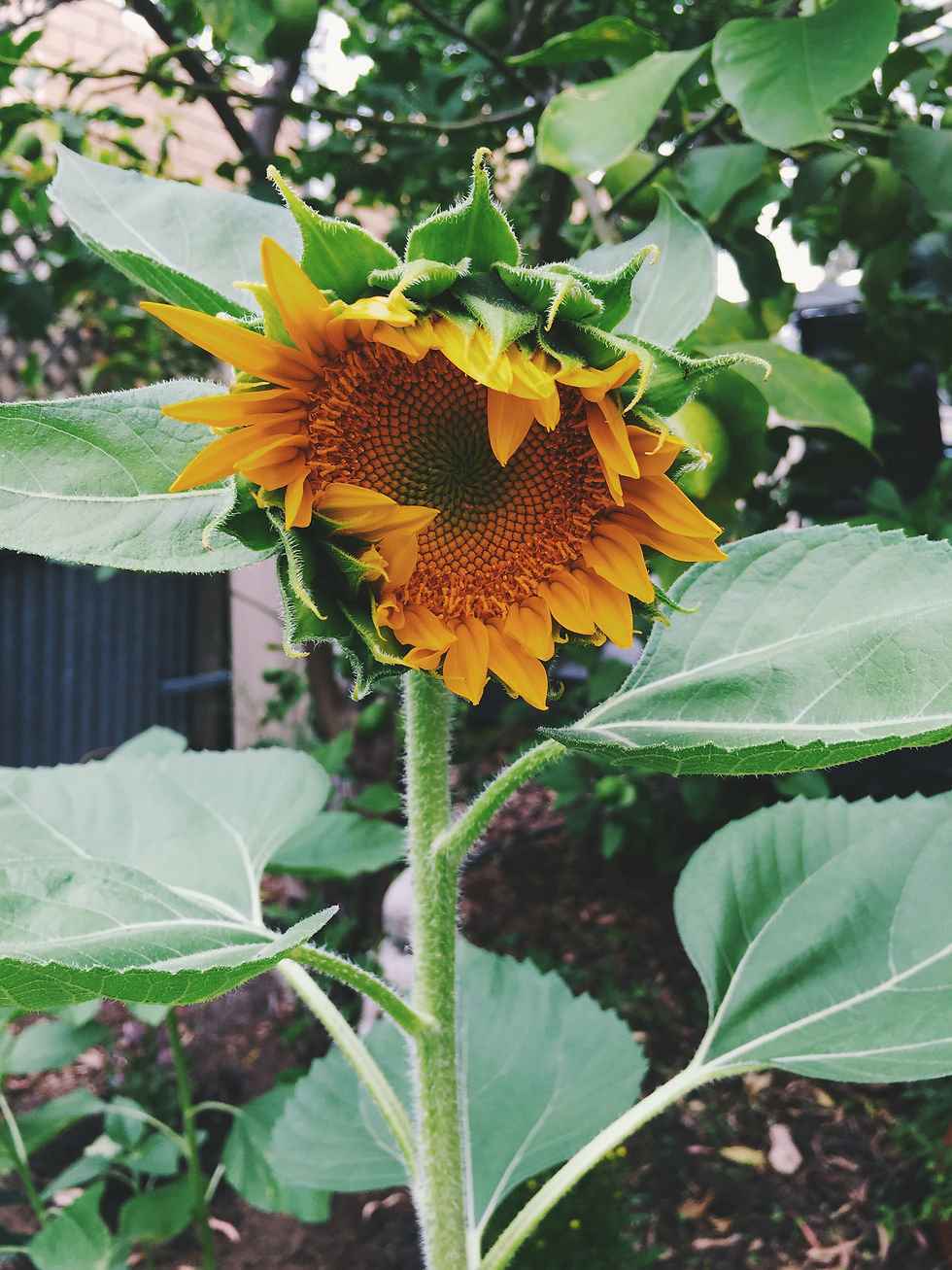 the sunflower from 'Ode to Plants'