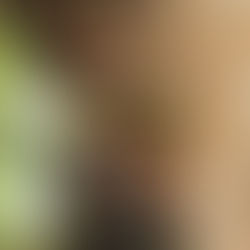 Owoce, które mamy w Brazylii: Jabuticaba