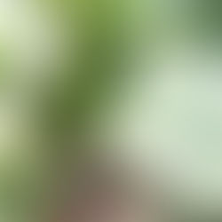 Owoce, które mamy w Brazylii: Banan