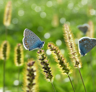 Pesticide butterfly photo.jpg
