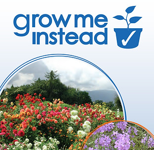 Grow-Me-Instead-1.jpg