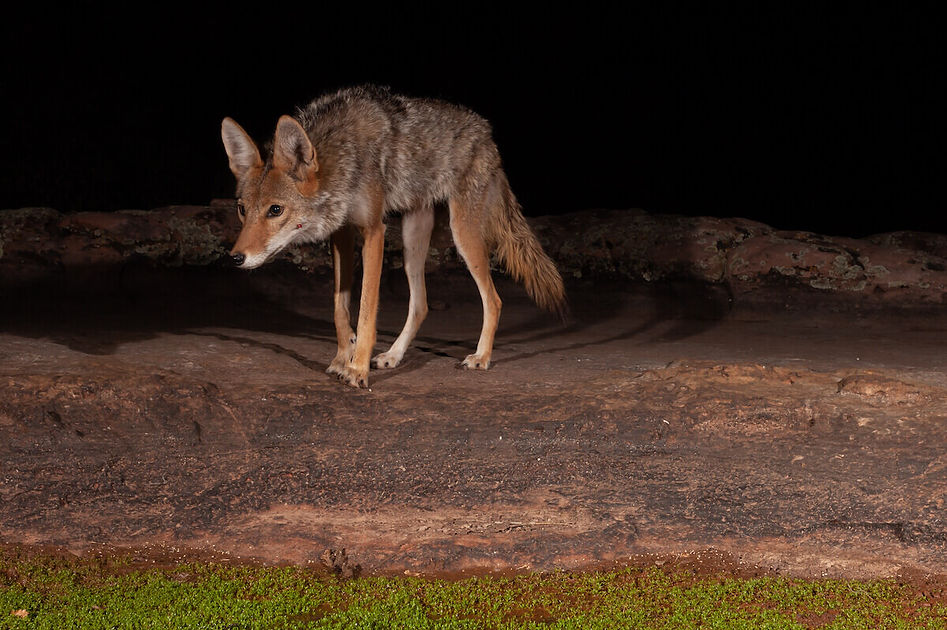 gaf-nightcoyotes-1200x800.jpg