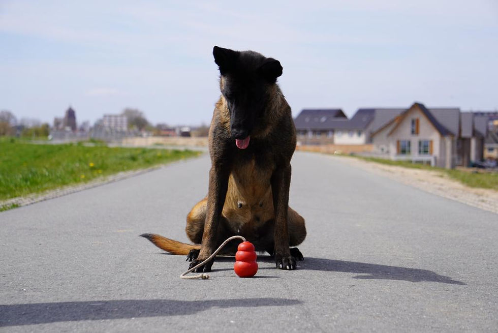 Outlaw Malinois IGP KNPV Titled Imported Puppies Green Adult dogs