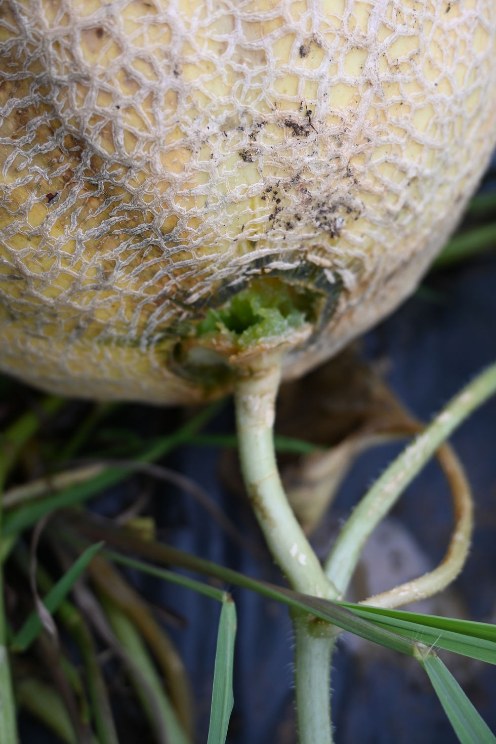 A rip e Cantaloupe