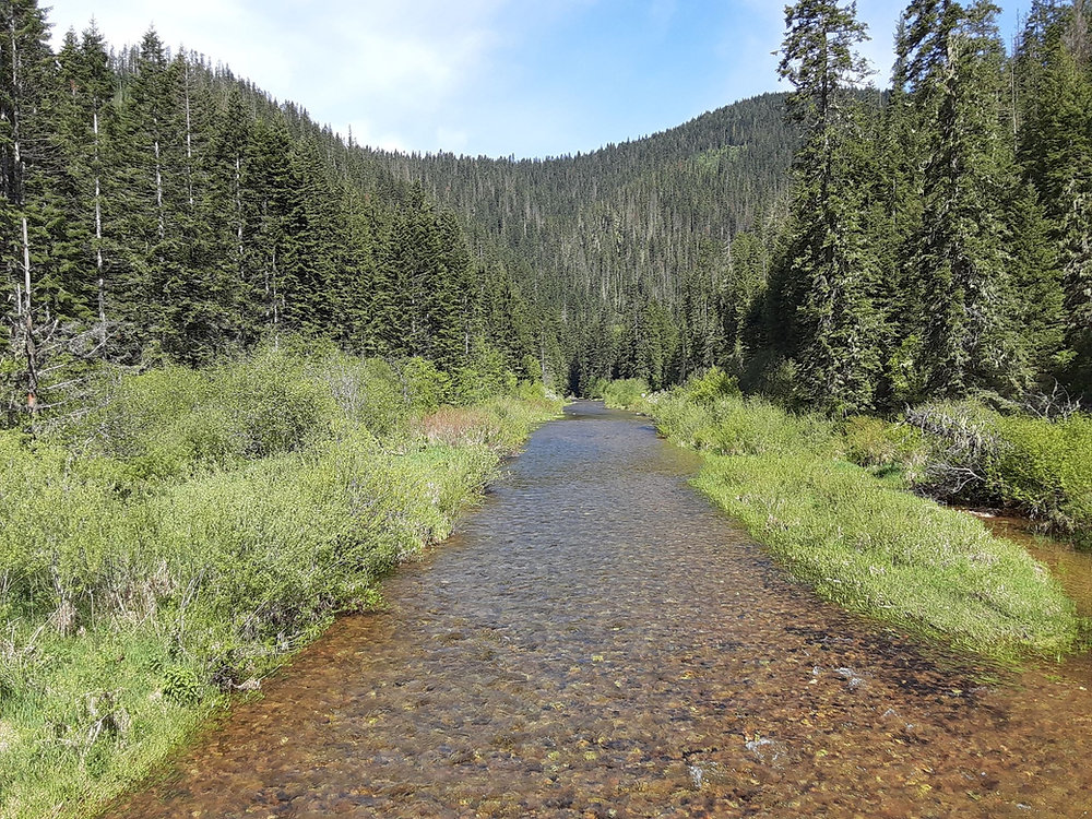 Campground Spotlight Honeysuckle