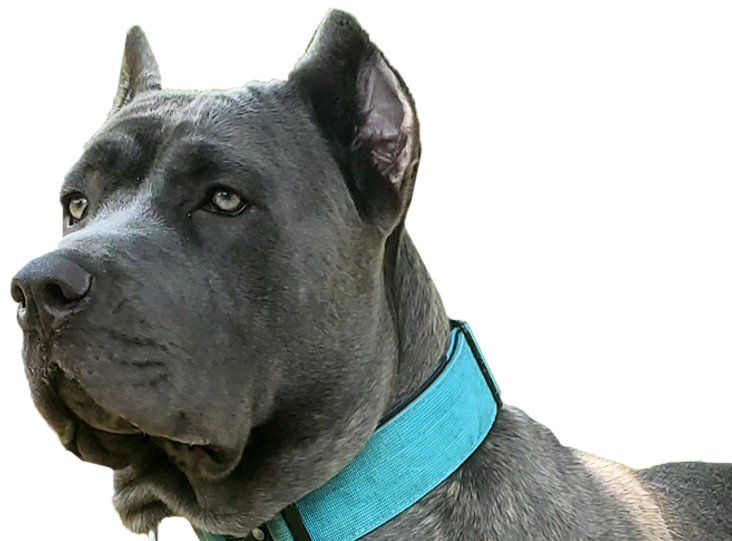 LACC_fullLAphoto.png