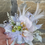 Thumbnail: Fresh Floral Wrist Corsage starts @ $35