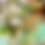 Thumbnail: Rare/unique colors or sprayed flowers ex:gold&blue&black