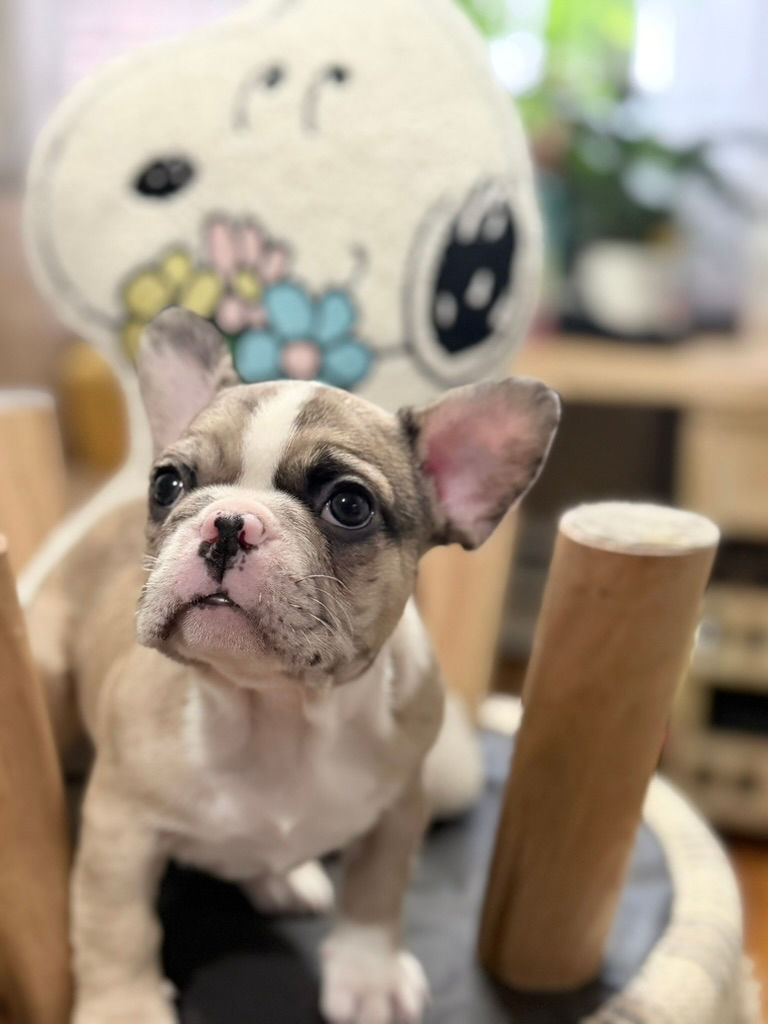 Thumbnail: Sakura_SOLD