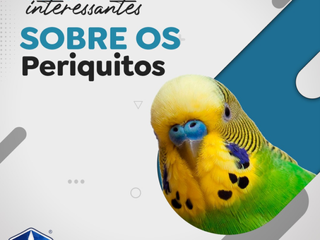 5 fatos sobre os Periquitos