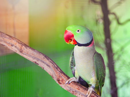 Periquito Ringneck