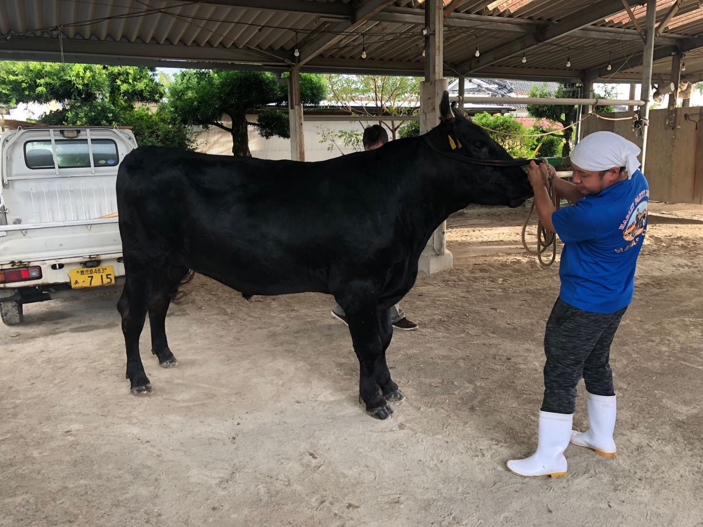 Wagyu Breeding Consulting