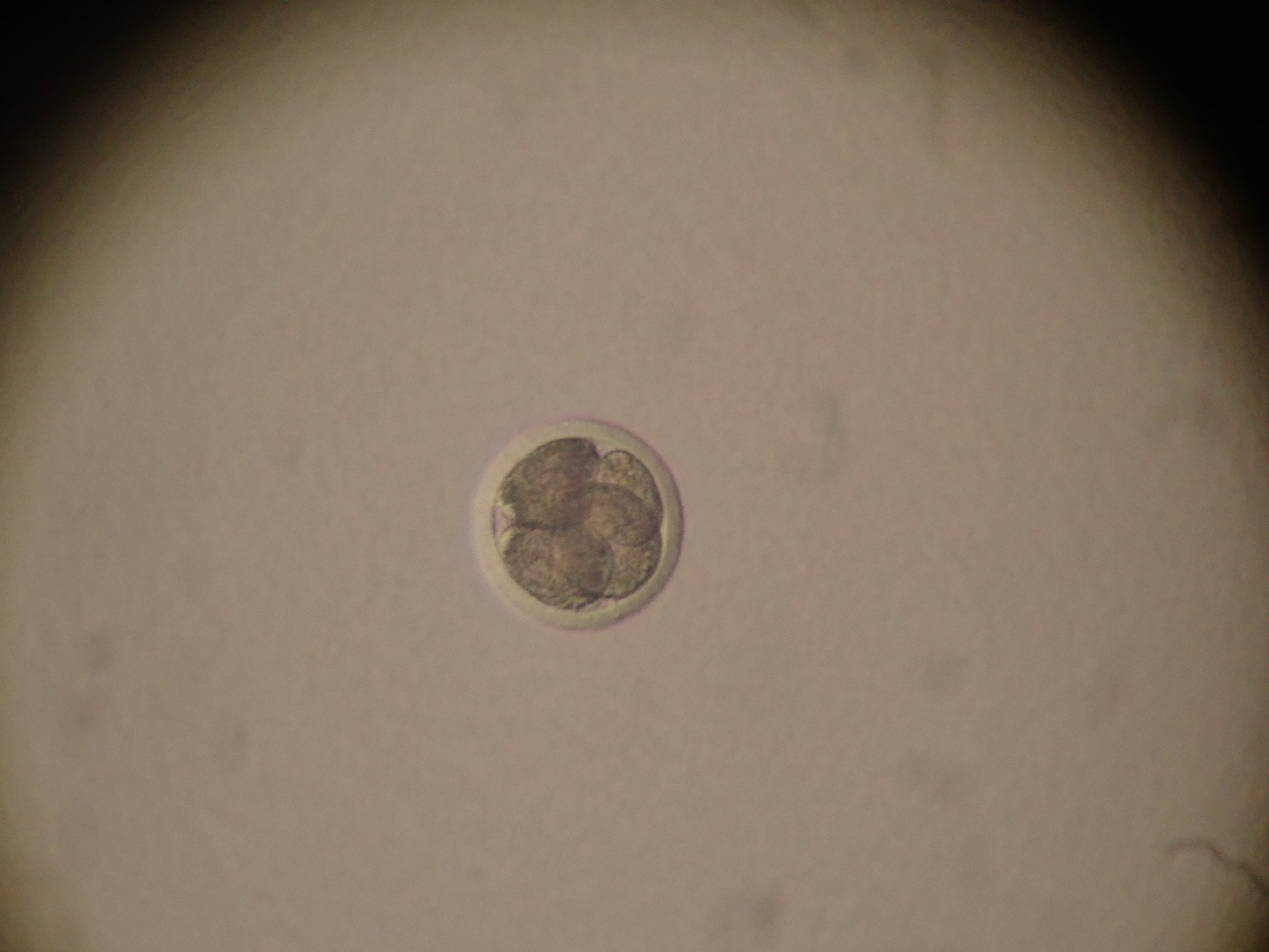 IVF Embryo Laboratory Setup