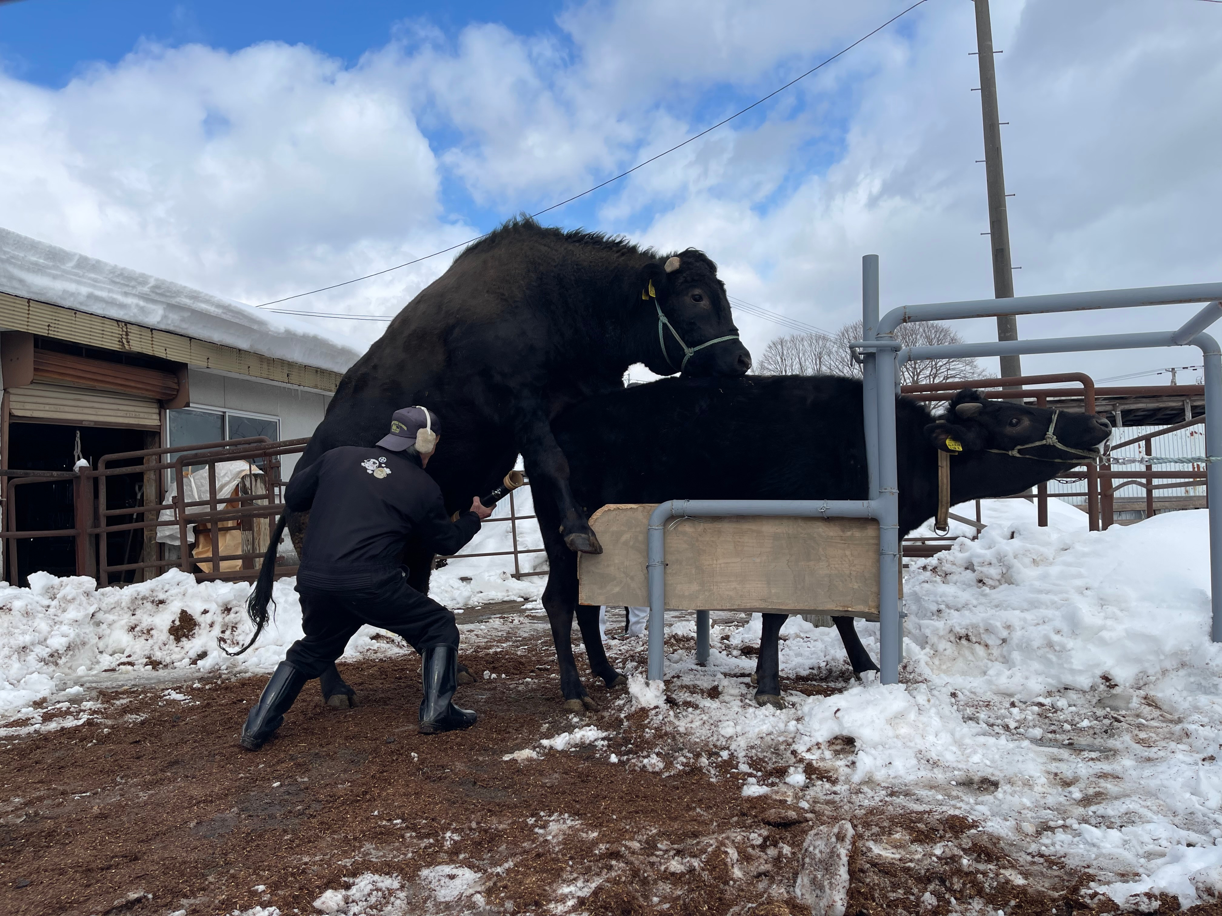 Wagyu Semen Collection Consulting & Training