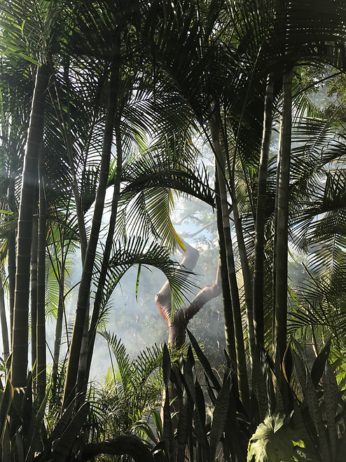 Jungle in Nayarit, Mexico near San Pancho and the beach