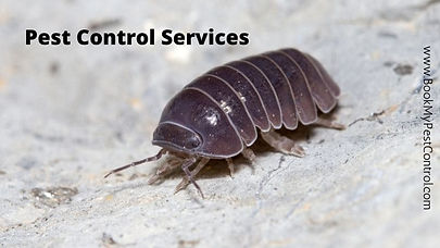 Pest Control Services 