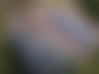 Solar installer Freedom Forever buys Meraki assets to advance growth