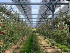 Czechia introduces first rules for agrivoltaics