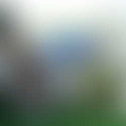 SunPower stock crashes 70%