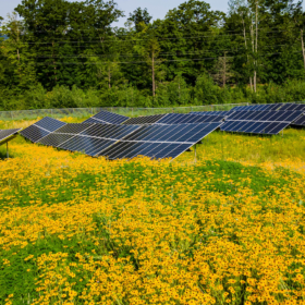 US community solar to double by 2029, says Wood Mackenzie