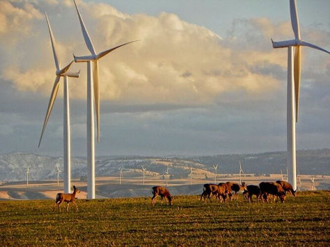 Utility PSE contracts with Qcells for PV plant, Brightnight for BESS in Washington, US