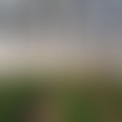   Agrivoltaics for cucumbers 