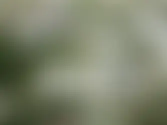 LONGi, SEV partner on 11-MWp solar project for Vietnam's Tan De