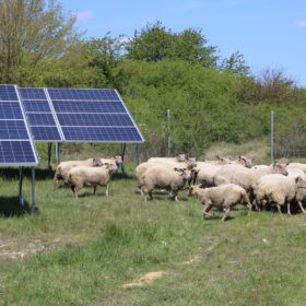 New agrivoltaics data shows improved grass, forage production under solar panels