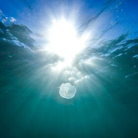 New coating prevents plant growth on underwater solar cells