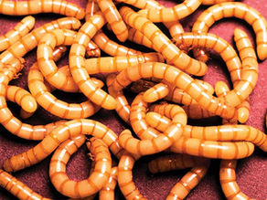 SUPERWORM ON Global News Morning Kingston