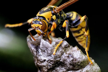 アシナガバチ