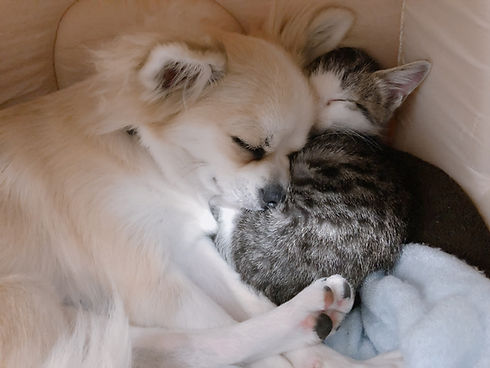 犬猫お昼寝