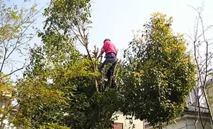 お庭のお手入れ