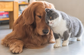 猫と犬仲良し