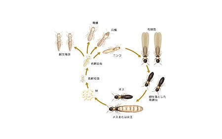 害虫駆除・消毒に対応