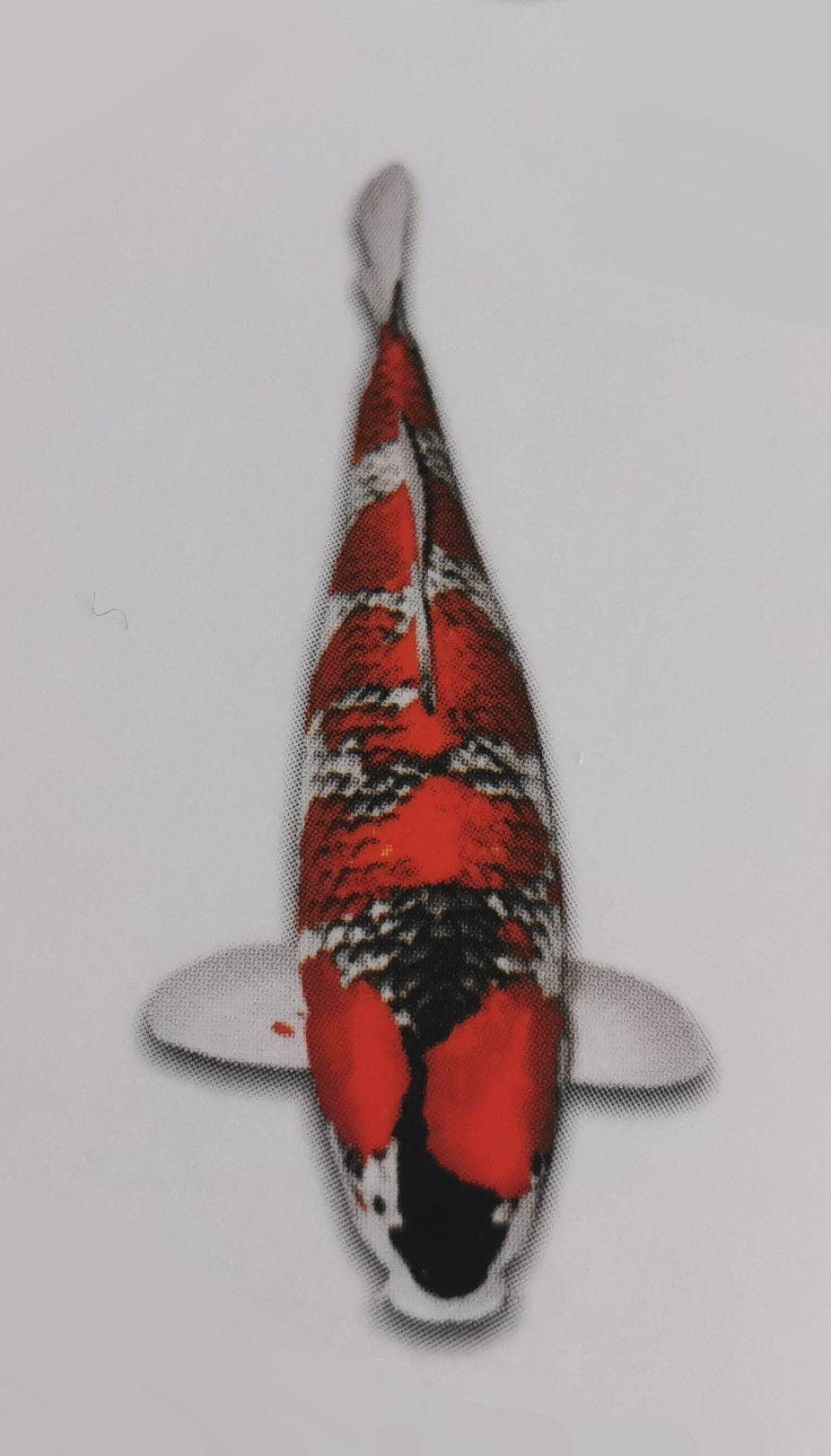 Goshiki