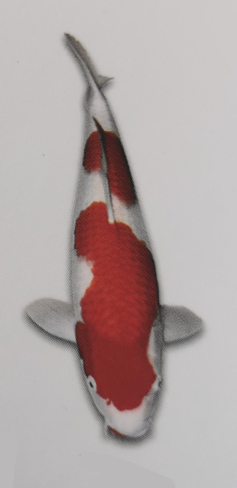 Kohaku