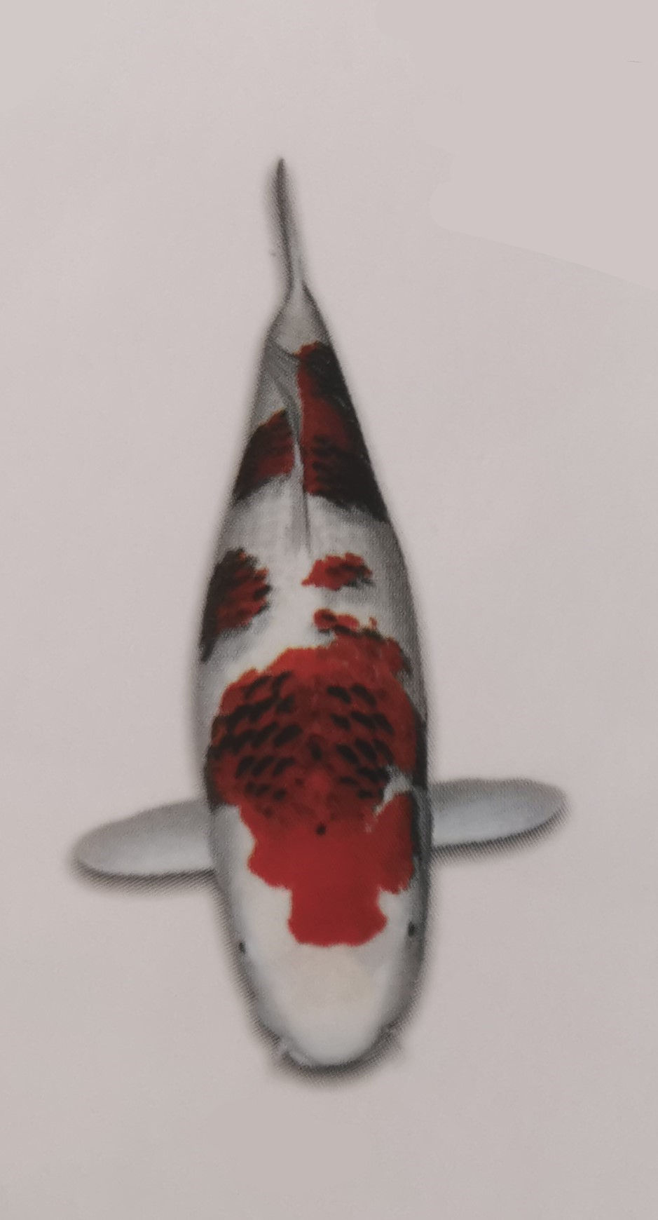 Ai Goromo