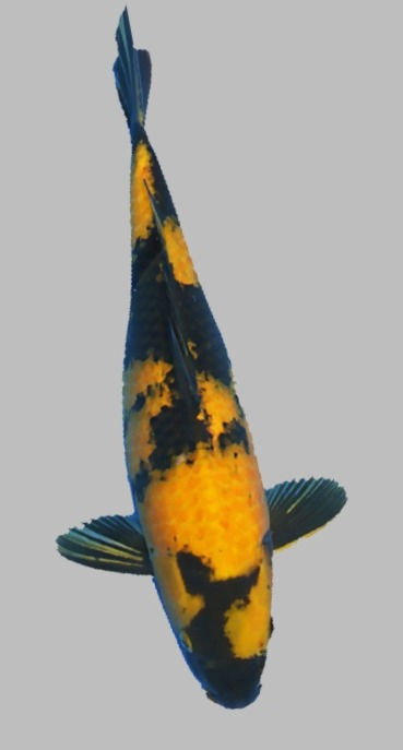 Ki Utsuri