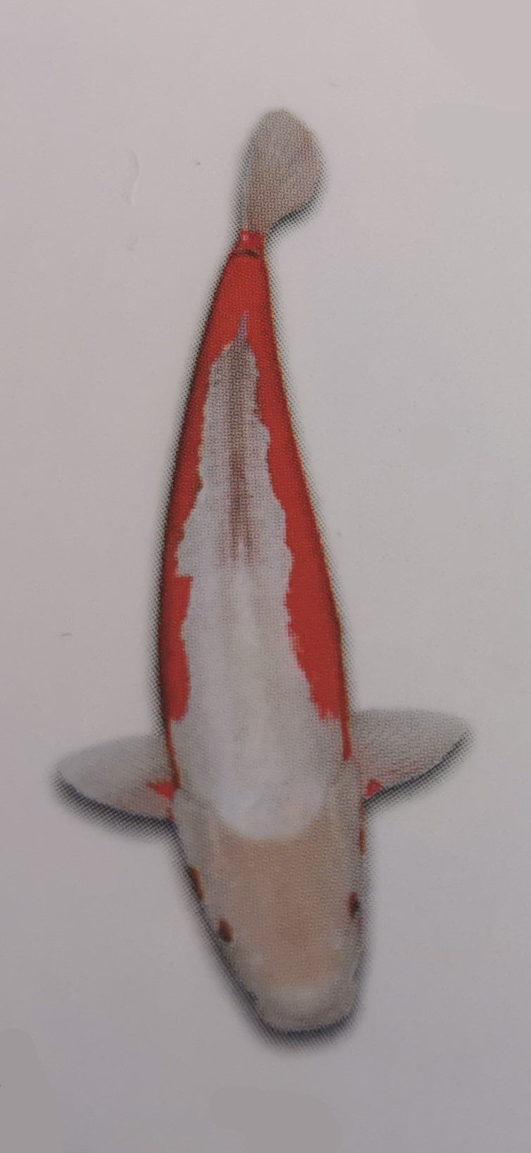 Doitsu Kosui