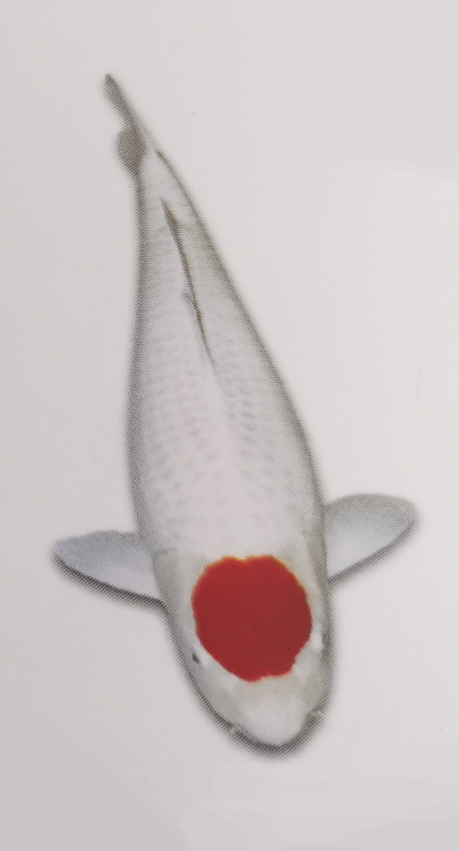 Tancho