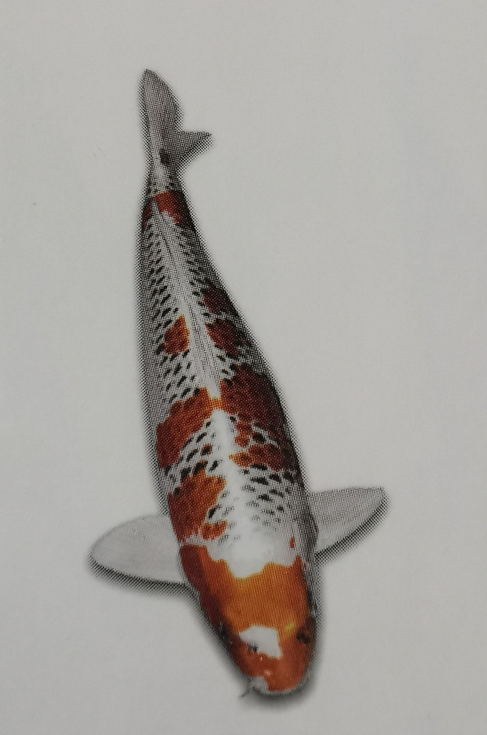Kujaku