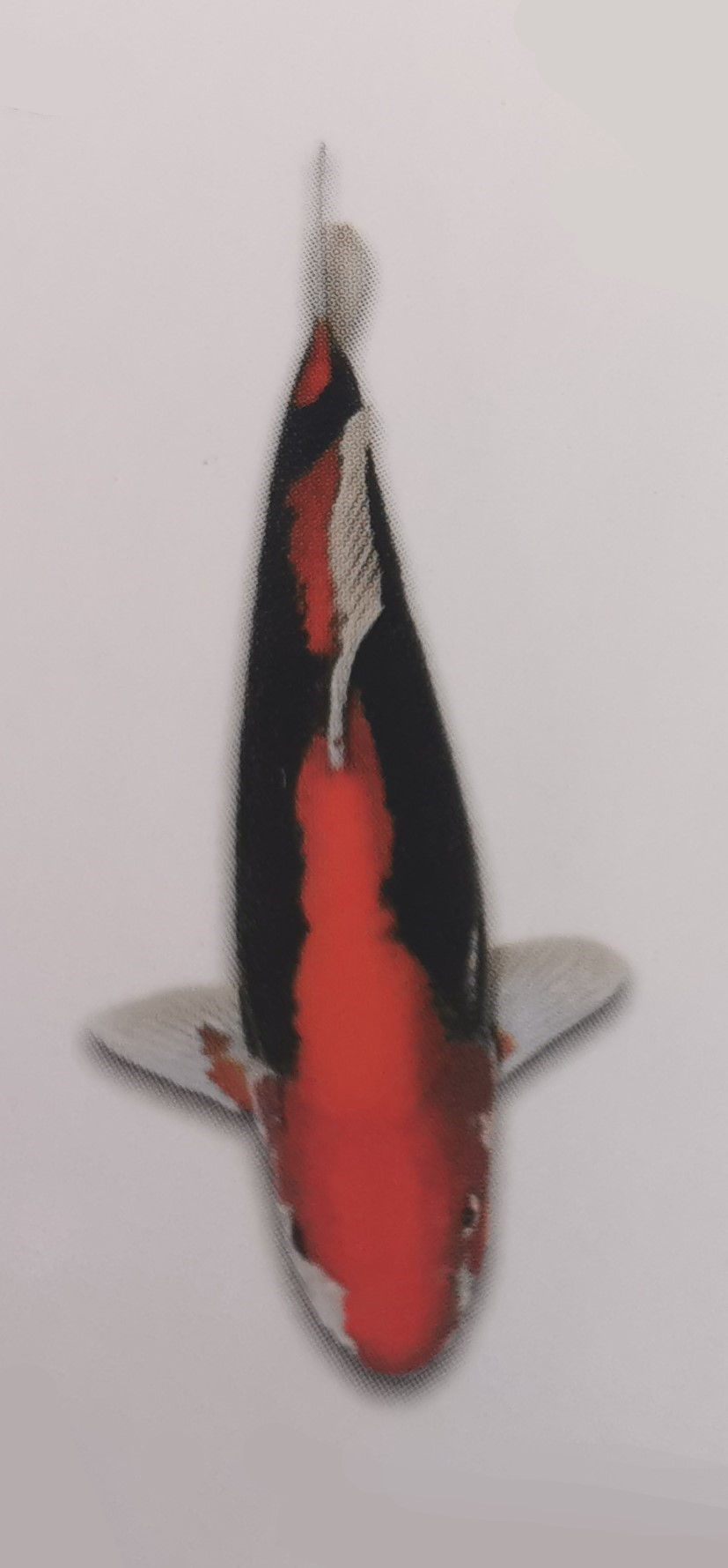 Beni Kumonryu