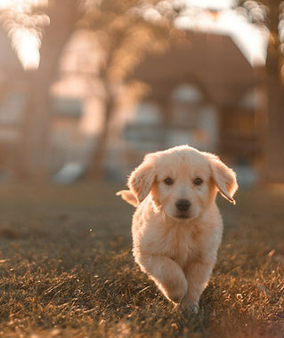 Puppy running on a field