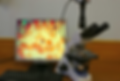live blood analysis.png